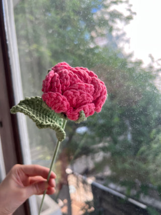 Garden Rose