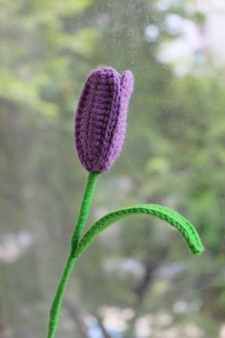 Tulip (Bud)