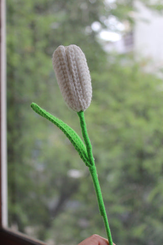 Tulip (Bud)