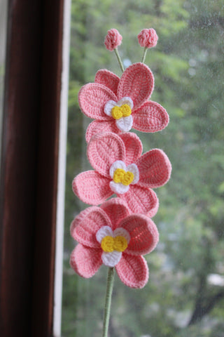 Orchid