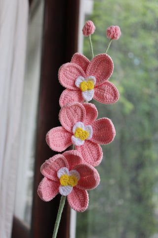 Orchid