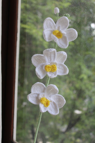 Orchid
