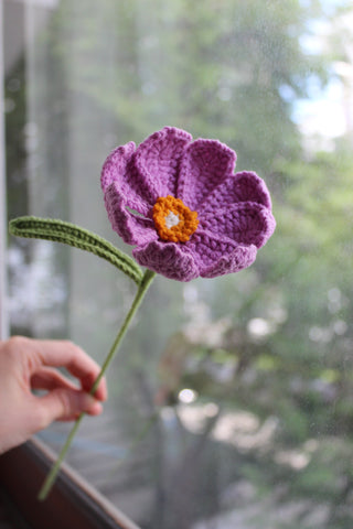 Cosmos Wildflower