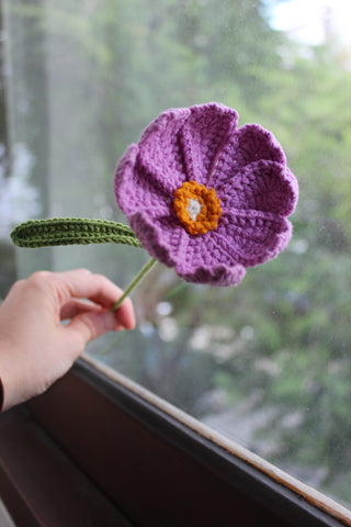Cosmos Wildflower