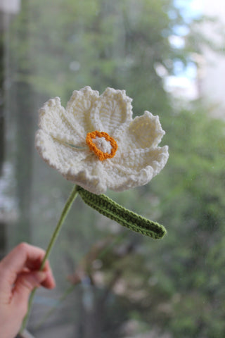Cosmos Wildflower
