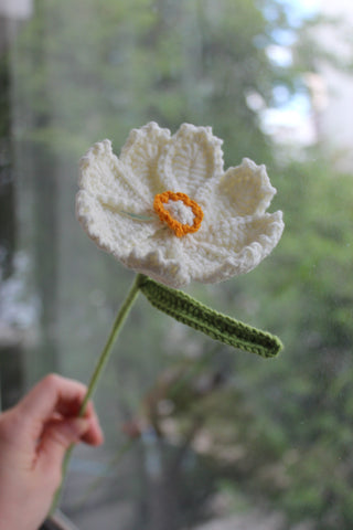Cosmos Wildflower