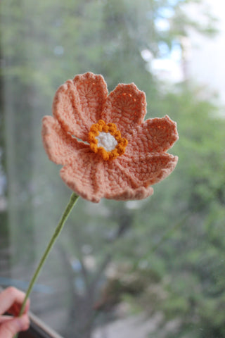 Cosmos Wildflower
