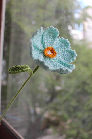 Cosmos Wildflower