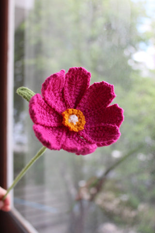 Cosmos Wildflower