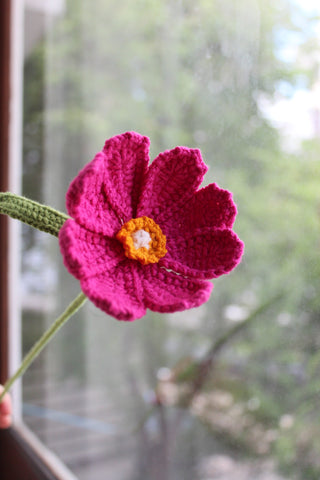 Cosmos Wildflower