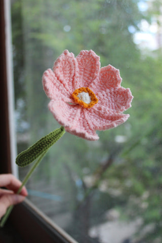Cosmos Wildflower