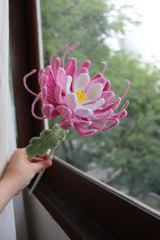 Spider Lily